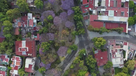 cenital drone shot of emty aveniue with jacaranda trees