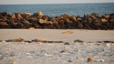 Cachorro-De-Foca-Joven-Corriendo-Hacia-El-Océano-Atlántico-En-La-Playa-De-Arena,-Vista-De-Movimiento