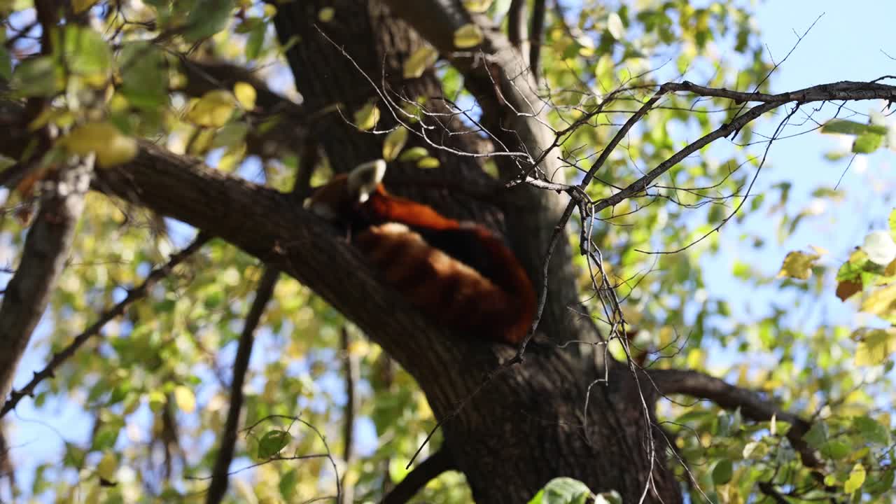 나무 가지 에 은 판다 가 쉬고 있다