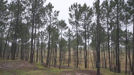 Static-shot-of-a-rainy-and-foggy-forest