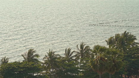 aerial view of palm trees and mussel farming