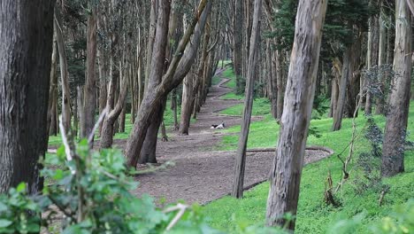 Andy-Goldsworthy's-Wood-Line-Scenic-Spot-Perspective-Looking-Along-the-Woodland-Path,-San-Francisco,-USA