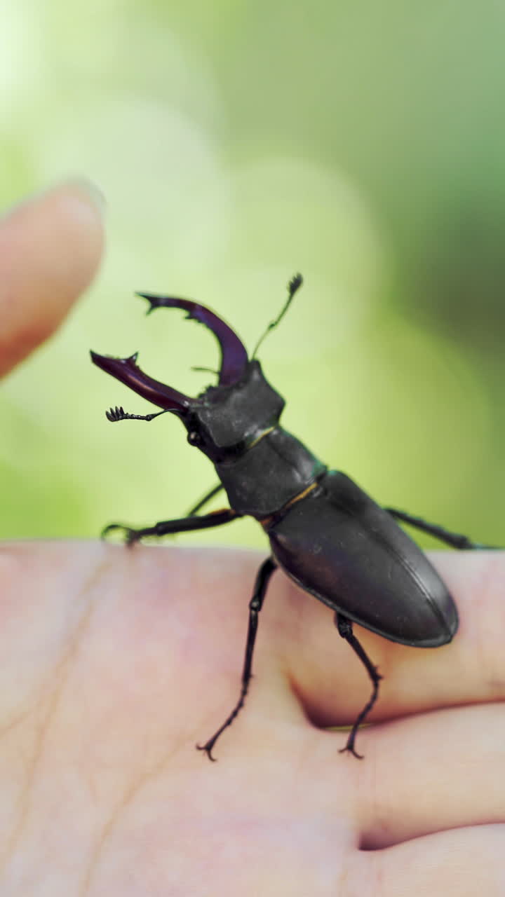 Stag beetle in hand. Lucanus cervus. Fighting beetles Vertical video