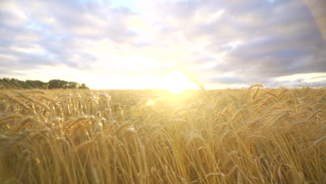 Teilweise-Bewölkt-Sonnenuntergang-über-Einem-Rapsfeld