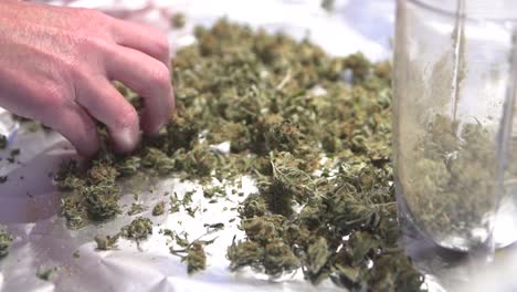 revisando y luego agregando cogollos de cannabis a la licuadora