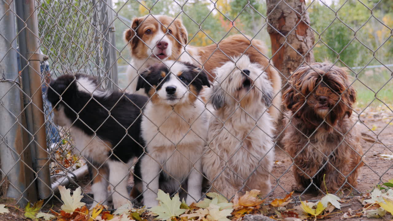 주인을 기다리는 새장 그물 뒤에 많은 개 3