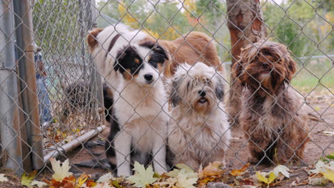 a lot of dogs behind the net of the aviary waiting for the owner 3