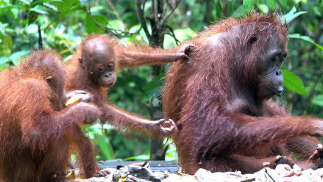 el bebé orangután travieso molesta a su hermano en la estación de alimentación