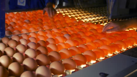 eggs moving on the production line