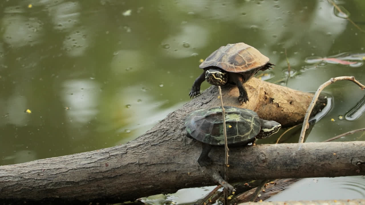 Premium stock video - Mekong snail-eating turtles on driftwood in water