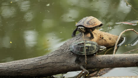 Tortugas-Que-Comen-Caracoles-Del-Mekong-Sobre-Madera-Flotante-En-El-Agua