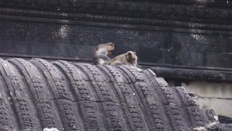 Pair-of-baby-monkeys-cleaning-on-the-roof-top-of-Angkor-Way,-Cambodia