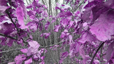 hojas moradas en las ramas de los árboles en cámara lenta