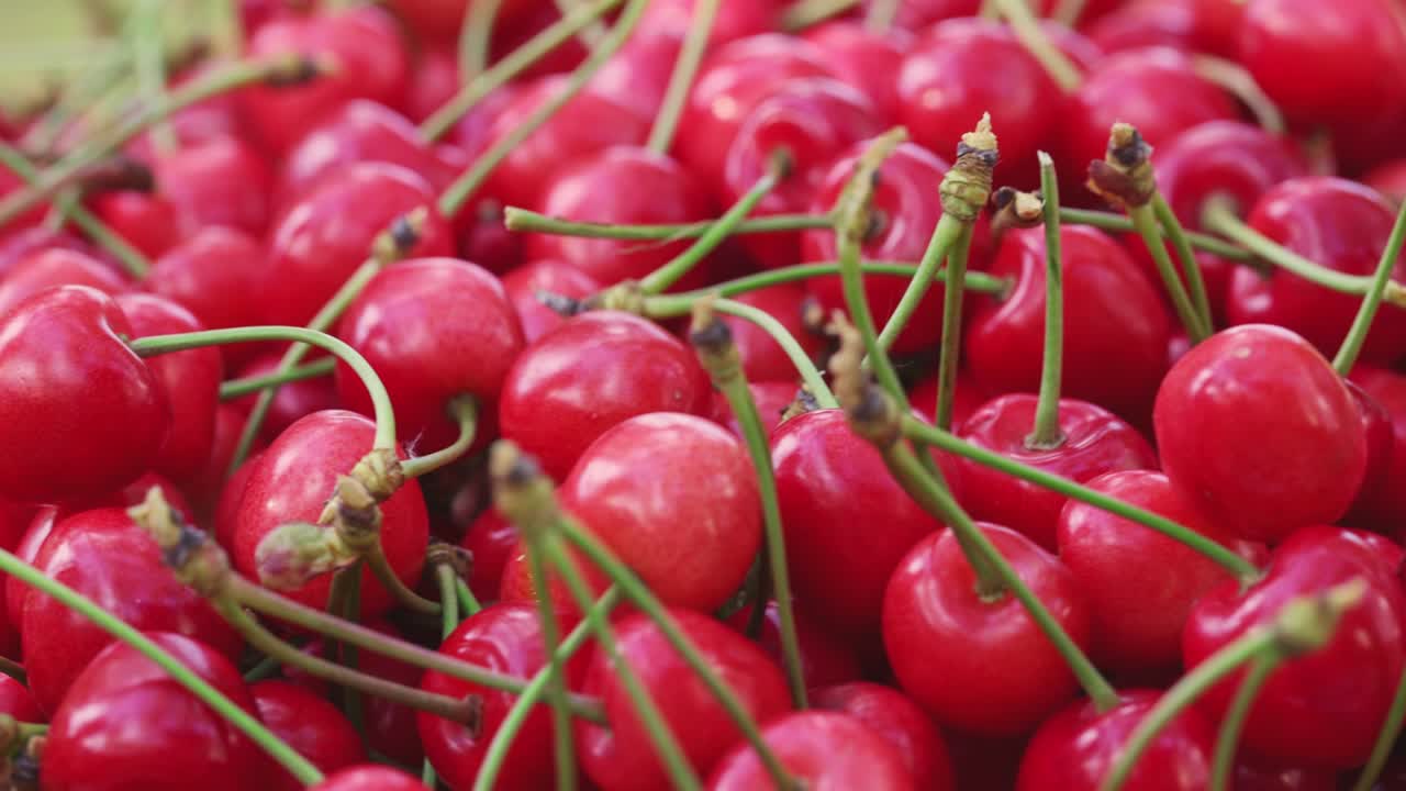 신선한 은 체리 베리 로테 - 익은 신선하게 뽑은 체리 - 건강한 채식 음식.