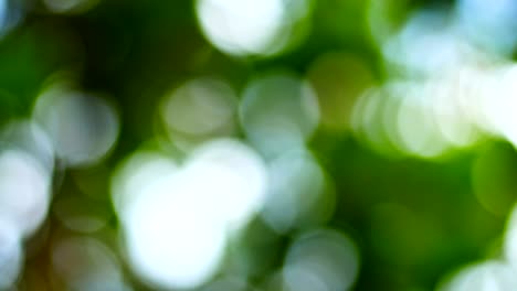 tree bokeh blurred background