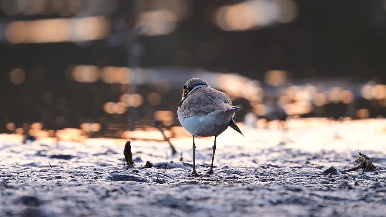 Little ringed plover in twilight reflects adaptability awareness and stability
