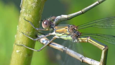 macro close up of maiden dragonfly resting on green plant in wilderness during sunlight