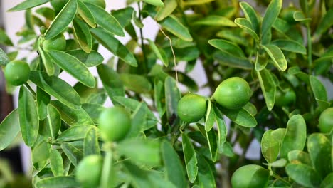 a homegrown lemon plant showcased at the agriculture festival in the uae