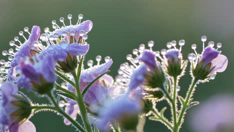 delicate purple flowers with dew drops