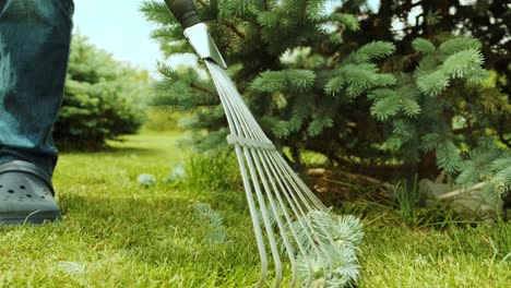 raking process. gardener raking branches of spruce after shearing a blue conifer tree and pine.