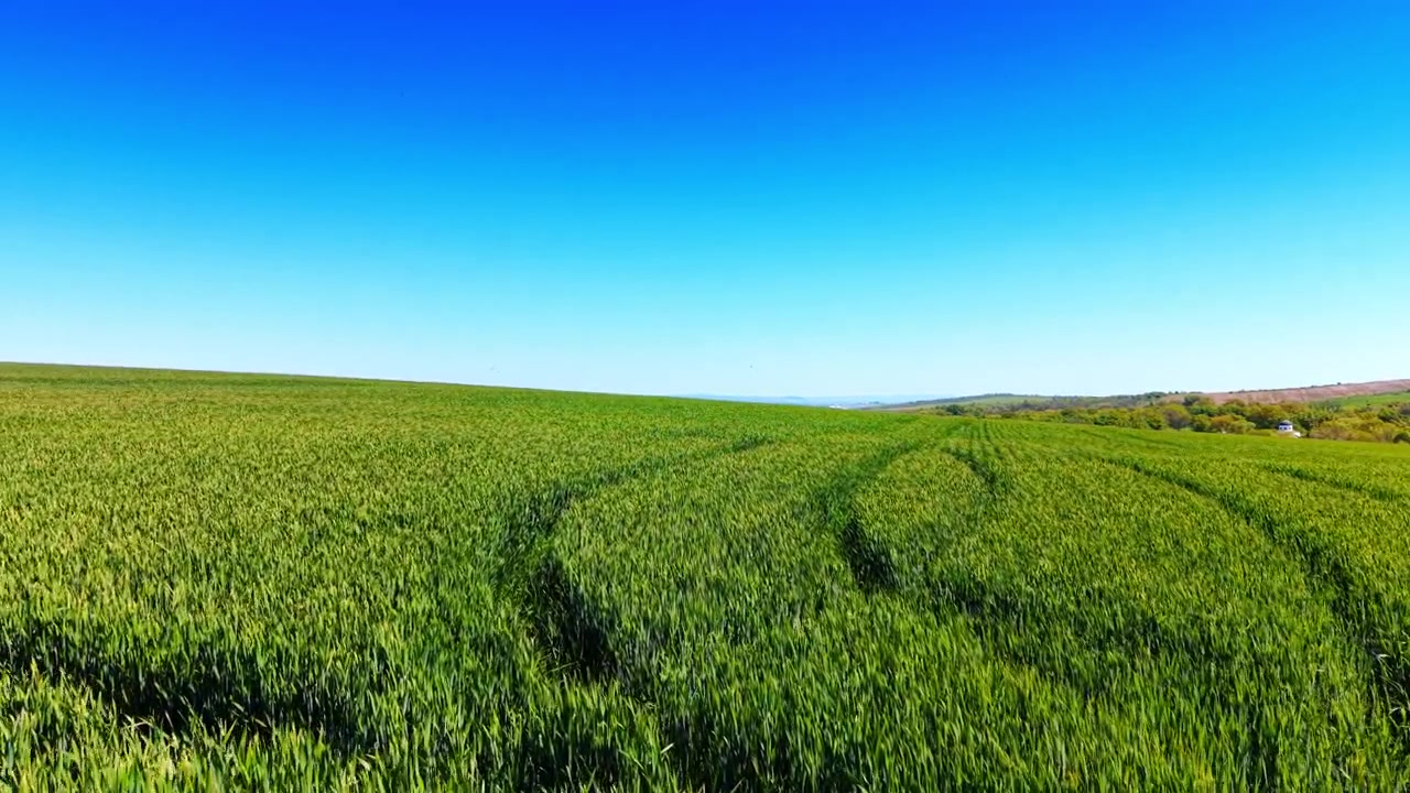 Vista em grande angular de um campo de trigo verde vibrante sob o céu. Orientação paisagem de um campo agrícola verde brilhante com linha do horizonte de céu azul claro