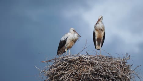 Ein-Paar-Störche-Im-Nest