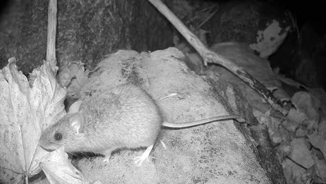yellow-necked mouse (apodemus flavicollis) sniffs its surroundings at night. saaremaa, estonia.