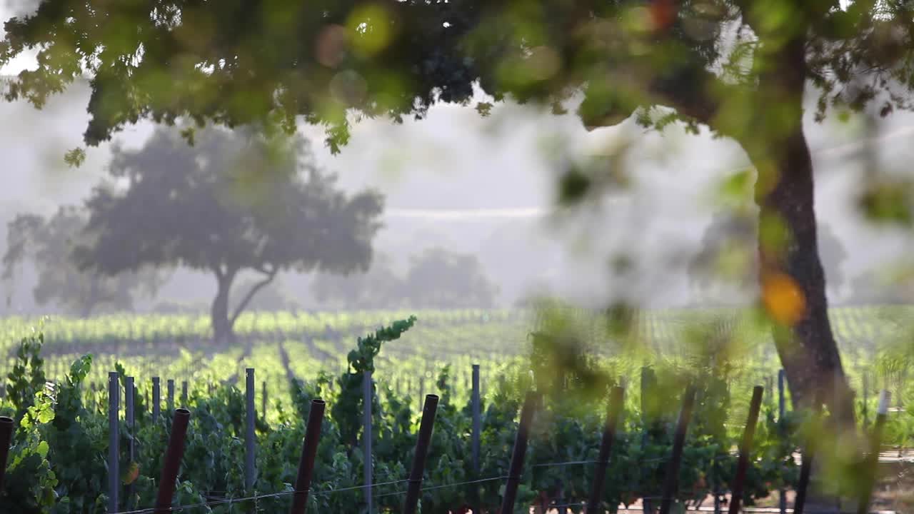캘리포니아의 산타 이네즈 계곡 ava에 있는 아름다운 포도원에서 낭만적인 늦은 오후의 빛