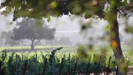 romantic late afternoon light in a beautiful vineyard in the santa ynez valley ava of california