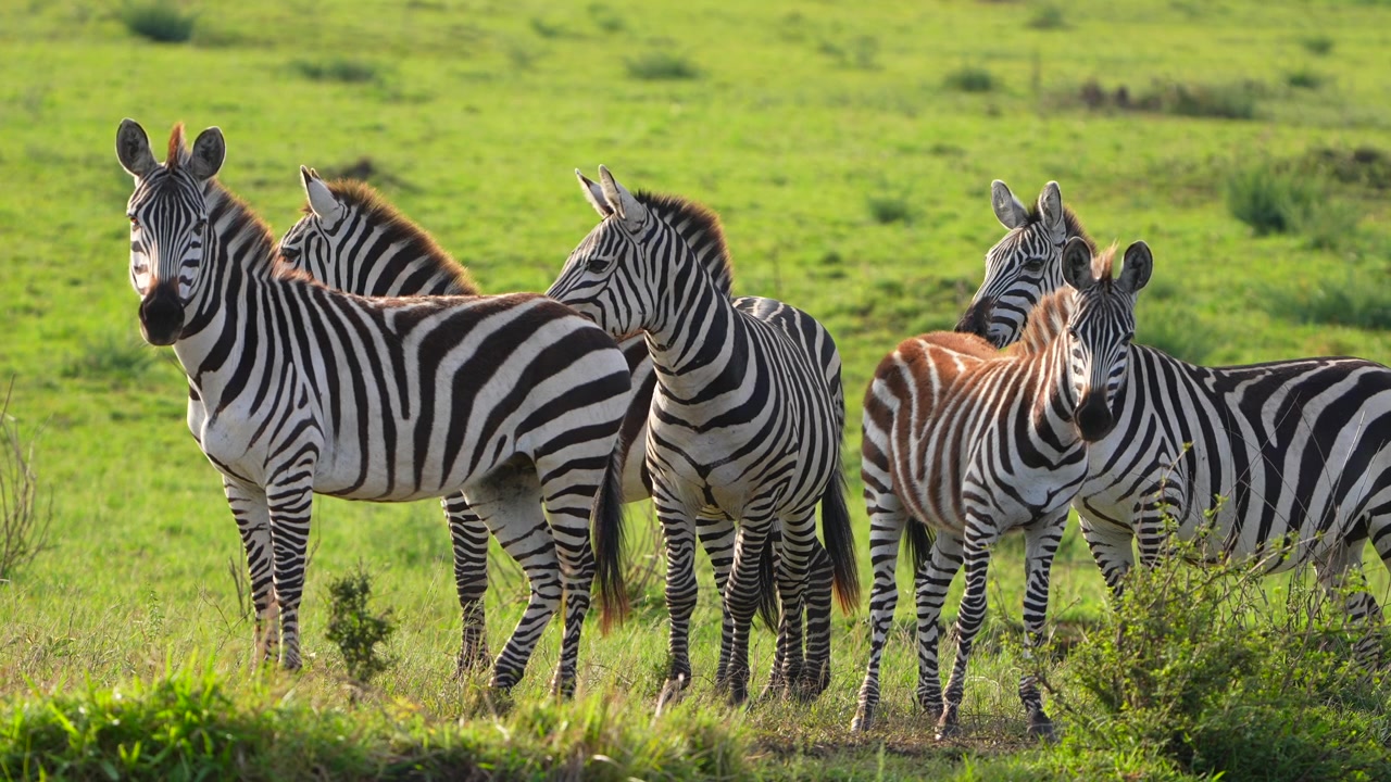 Zebra, Sletter, Equus, Afrikansk, Maasai Mara, Kenya, Flod, Krydsning, Vand, Vadning, Plasken, Savanne, Græsland, Dyreliv, Natur, Pattedyr, Planteæder, Striber, Græsning, Habitat, Vildmark, Safari, Træer
