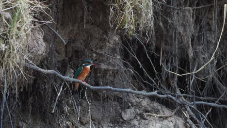 Common-kingfisher-is-sitting-on-the-branches-near-river-looking-for-food-and-nest