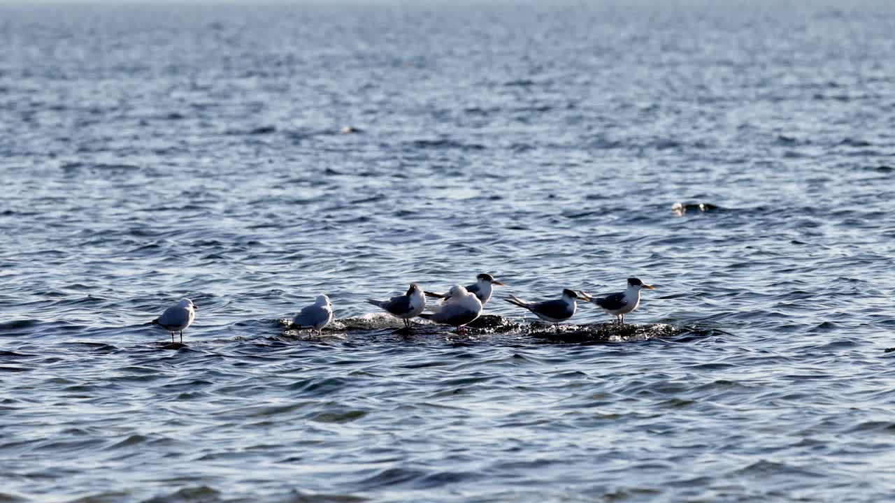 브라이튼 해변 에서 물 위 에 쉬고 있는 바다표범 들