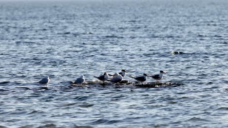 seagulls resting on water at brighton beach