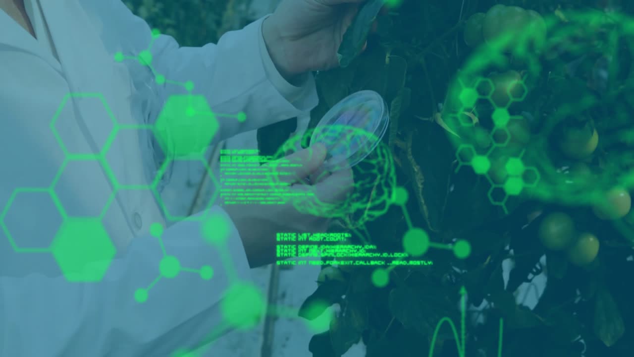 Researcher plucking fruit and placing sample in petri dish while science AR code analyzing sample