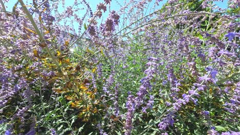 el colibrí de la abeja se alimenta de las flores de lavanda