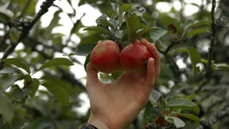 Apples-on-the-tree