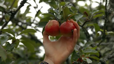 manzanas en el árbol