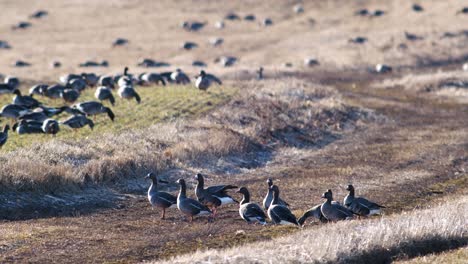 una gran bandada de gansos albifrones de frente blanca en el campo de trigo de invierno durante la migración de primavera