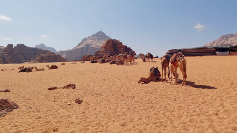 Pan-to-camels-tied-down-and-waiting-for-tours-to-begin-across-desert