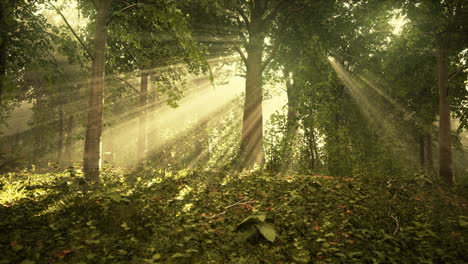 sunbeams streaming through a lush forest