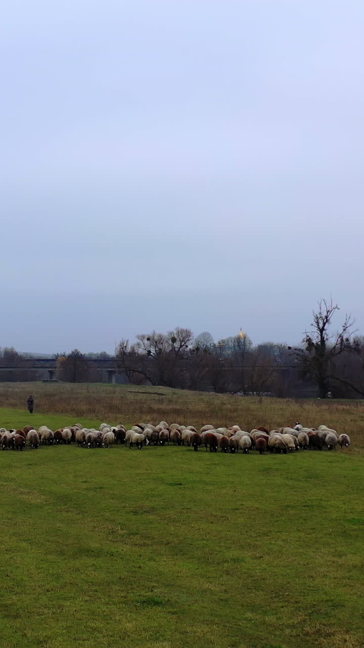Pasture with domestic animals. Flock of sheep grazing on field in the countryside. Woolly sheep in herd on meadow in cold season. Vertical video