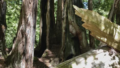 Slow-majestic-tilt-up-from-base-of-redwood-trees-to-reveal-tops-of-tall-trees-and-blue-sky-overhead