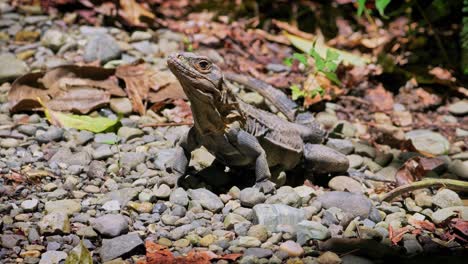 a young black iguana finds it's way to the pathway along the rainforest on parque nacional manuel antonio in western costa rica