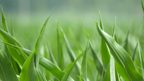 Close-up-of-corn-leaves-blow-slowly-in-a-soft-breeze