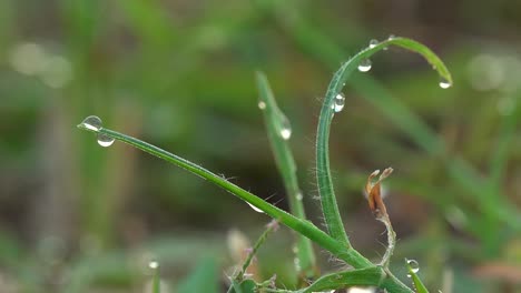 gotas de rocío de agua fresca por la mañana sobre la hierba verde vibrante iluminada por el sol que sopla en el viento de cerca alejándose a través de la hierba