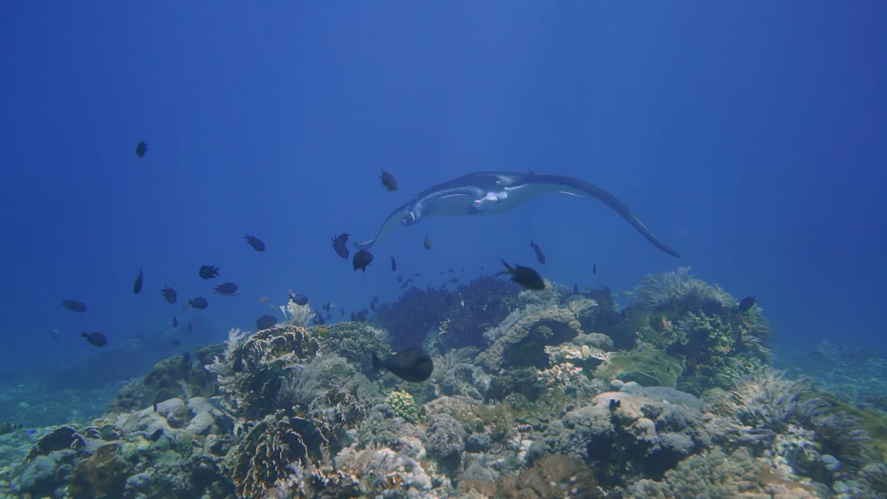 장엄한 산호초 만타레이가 산호로 덮인 바닥 위로 조용히 헤엄치고 있으며 매우 선명한 시야를 제공합니다.
