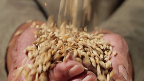 Farmer-inspects-his-crop-of-hands-hold-ripe-wheat-seeds.