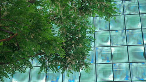 Static-shot-of-the-modern-glass-fassade-of-the-Elbphilharmonie-in-Hamburg,-Germany,-with-tree-leaves-in-the-foreground,-blowing-in-the-wind