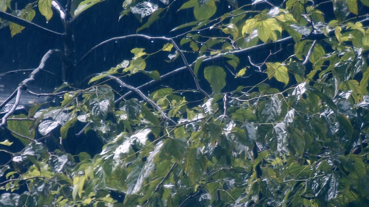 Raindrops dance on twigs and branches, nature’s rhythm softly enhances