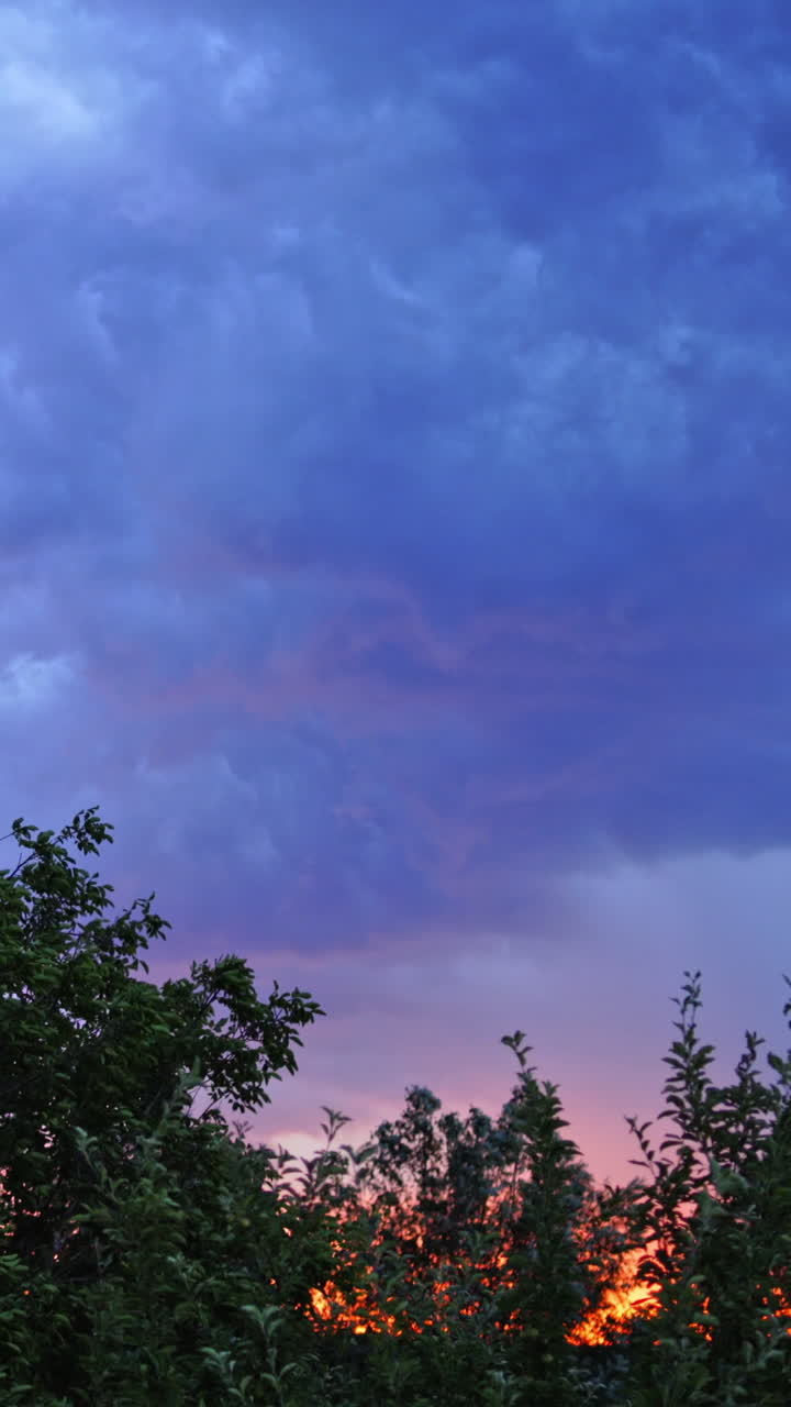 Sparkles of lightning on the cloudy sky. Strong wind moves the trees under the dark blue sky at sunset in summer. Lightning before the rain outdoors. Vertical video
